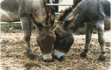 donkeys