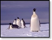 emperor_penguin3