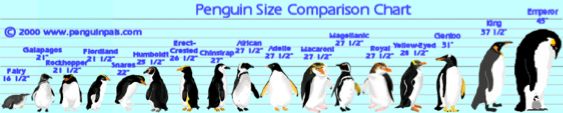 penguin_sizes