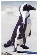 African Penguin 