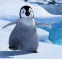 Mumble in Happy Feet is an Emperor penguin