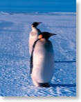 Emperor penguins love snow