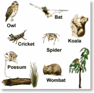 Nocturnal Animals