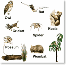 Nocturnal Animals